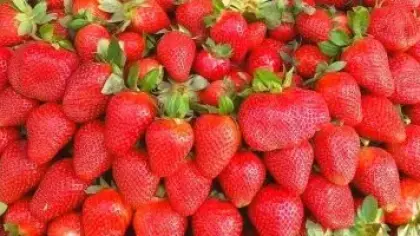 فوائد الفراولة الشتوية للمناعة والقلب والهضم