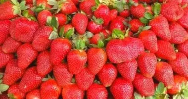 فوائد الفراولة الشتوية للمناعة والقلب والهضم