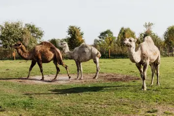 تفسير رؤية الجمل يلاحق العزباء في المنام