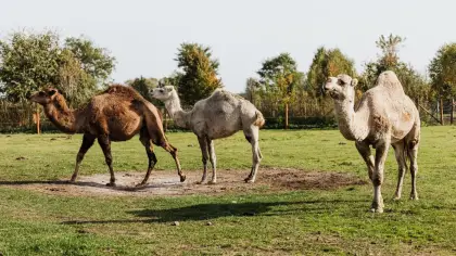 تفسير رؤية الجمل يلاحق العزباء في المنام