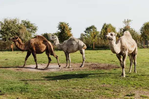 صورة توضيحية للمقال