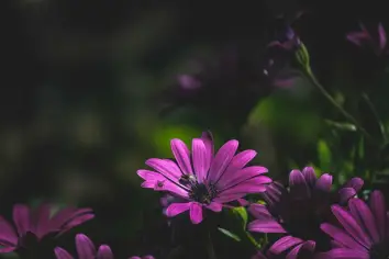 تفسير رؤية الذباب في المنام للمرأة المتزوجة