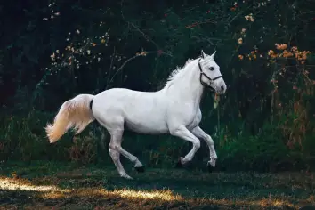 دلالات رؤية الخيل في المنام وتأويلها للحامل