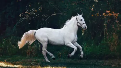 دلالات رؤية الخيل في المنام وتأويلها للحامل