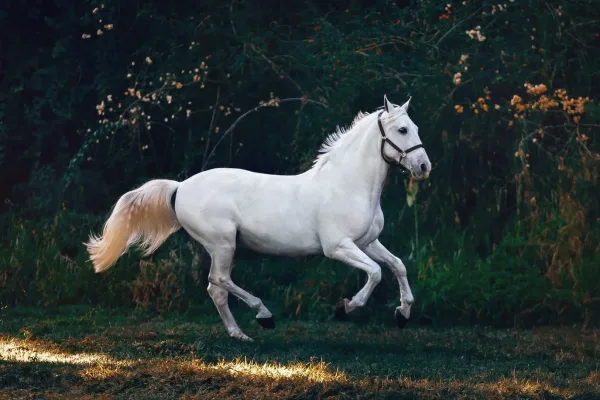 دلالات رؤية الخيل في المنام وتأويلها للحامل