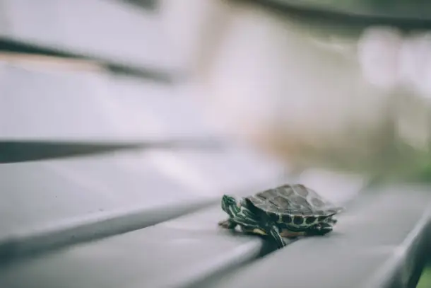 صورة توضيحية للمقال