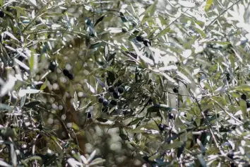 تفسير رؤية شجرة الزيتون في المنام ودلالاتها