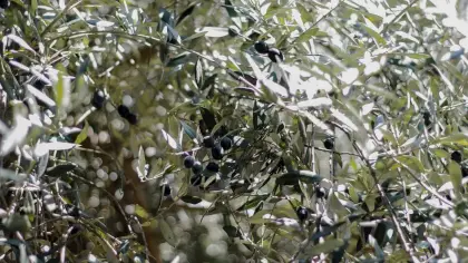 تفسير رؤية شجرة الزيتون في المنام ودلالاتها