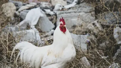 تفسير حلم الدجاج في المنام