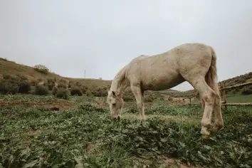 تأويل رؤية ركوب الحصان الأبيض في المنام