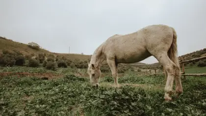 تأويل رؤية ركوب الحصان الأبيض في المنام
