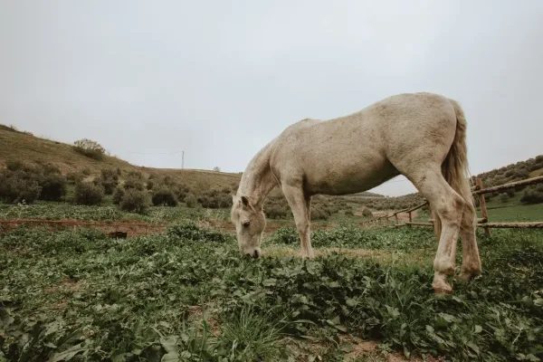 تأويل رؤية ركوب الحصان الأبيض في المنام
