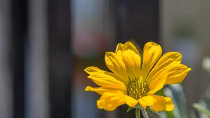 تفسير رؤية الورد الأصفر في المنام ودلالاته