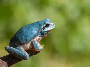 تفسير رؤيا الضفدع في المنام ودلالاته النفسية