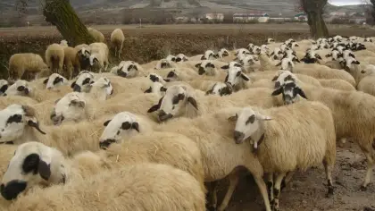 تفسير رؤيا الأضحية في المنام ودلالاتها