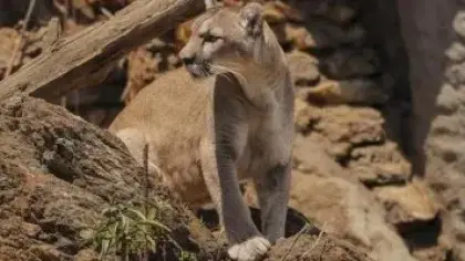 توثيق عائلة أسود الجبال في مينيسوتا بعد قرن من الغياب