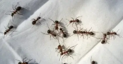 طرق فعالة للتخلص من النمل في المنزل