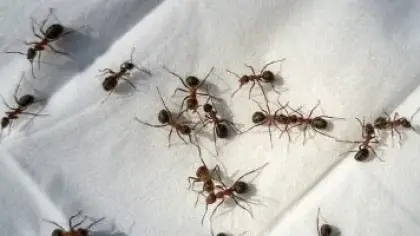 طرق فعالة للتخلص من النمل في المنزل