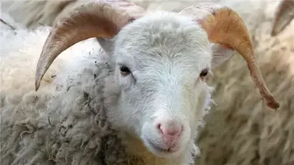 تفسير حلم ضياع الأضحية وهروب الخروف ودلالاته النفسية