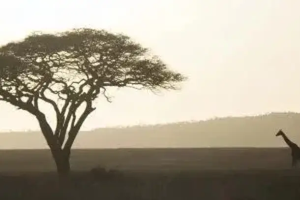 صورة توضيحية للمقال