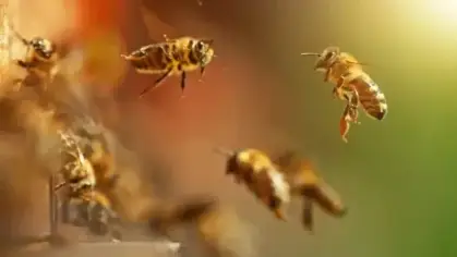 جهود الجوف لتعزيز الوعي بمنتجات النحل وأهميته البيئية