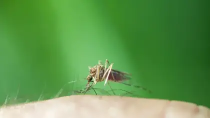 مخاطر لدغات البعوض وكيفية تحولها لعدوى