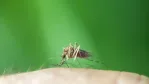 مخاطر لدغات البعوض وكيفية تحولها لعدوى
