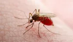 حمى الضنك: أعراضها، علاجها، وطرق الوقاية منها