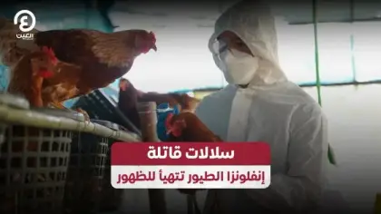 إنفلونزا الطيور: السلالات الخطيرة ومخاطرها المحتملة