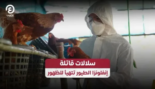 إنفلونزا الطيور: السلالات الخطيرة ومخاطرها المحتملة