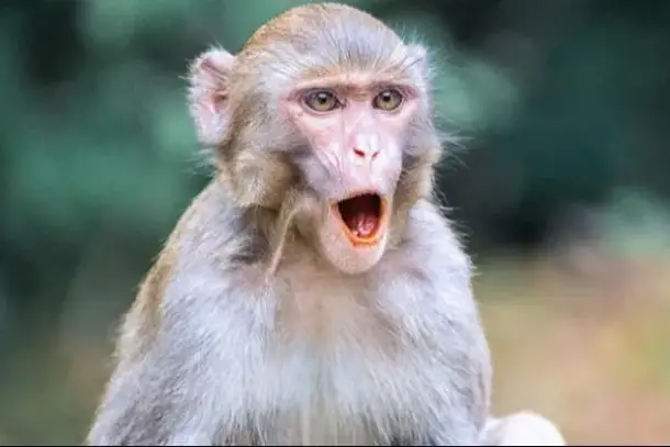 صورة توضيحية للمقال