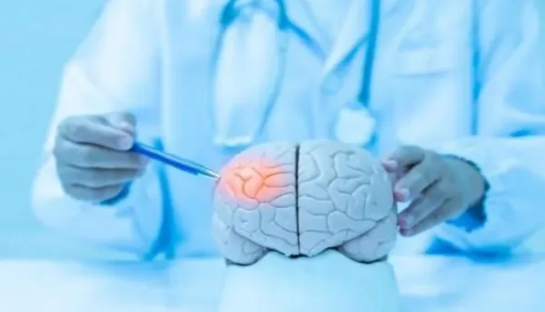 منطقة الدماغ المسؤولة عن الفضول البشري