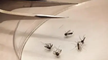 فيروس غرب النيل: أسبابه وأعراضه وطرق الوقاية