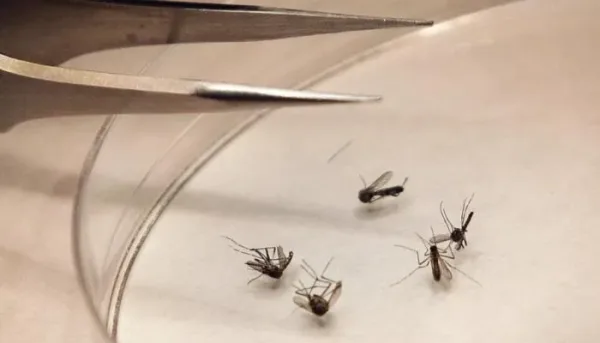 فيروس غرب النيل: أسبابه وأعراضه وطرق الوقاية