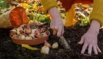 اكتشاف فطر الرشاشية الدخناء المقاوم للأدوية في الحدائق