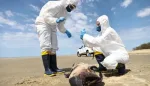 فيروس H5N1 المتحور والوباء إكس: مخاوف عالمية