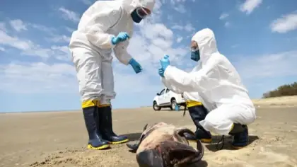 فيروس H5N1 المتحور والوباء إكس: مخاوف عالمية