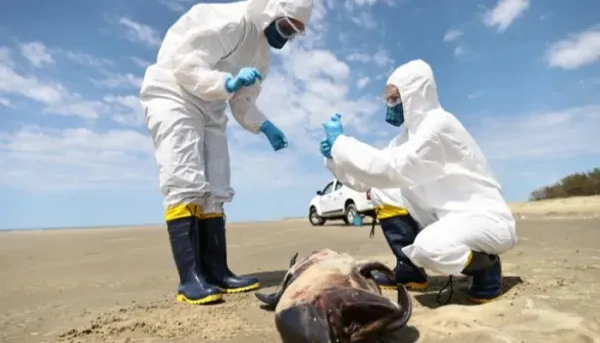 فيروس H5N1 المتحور والوباء إكس: مخاوف عالمية