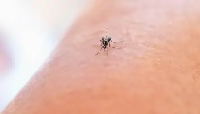 فيروس حمى غرب النيل: الأعراض، الأسباب، والوقاية