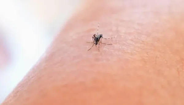 فيروس حمى غرب النيل: الأعراض، الأسباب، والوقاية