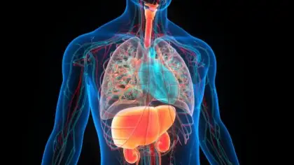 آلية شيخوخة الأعضاء الداخلية وتلف الحمض النووي