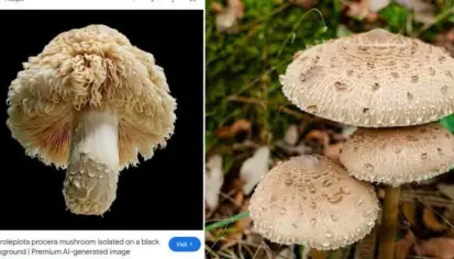 مخاطر صور الذكاء الاصطناعي في بحث جوجل