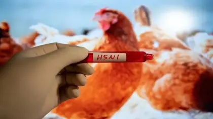 أنفلونزا الطيور H5N1: تفشي السلالة شديدة العدوى