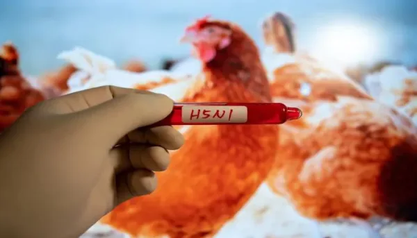 أنفلونزا الطيور H5N1: تفشي السلالة شديدة العدوى