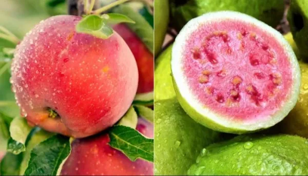 مقارنة الجوافة والتفاح: الفوائد الصحية لكل منهما
