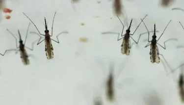 لقاح الملاريا الجديد المعدل وراثياً