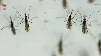 لقاح الملاريا الجديد المعدل وراثياً