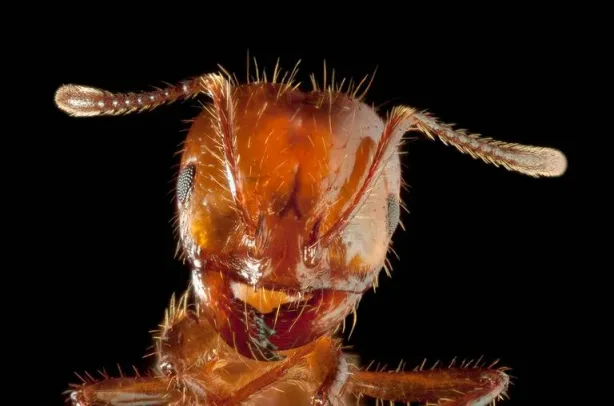 النمل الأحمر ومركباته الواعدة في علاج السرطان