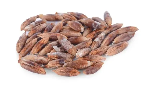 المركبات الغذائية والدوائية في نواة التمر