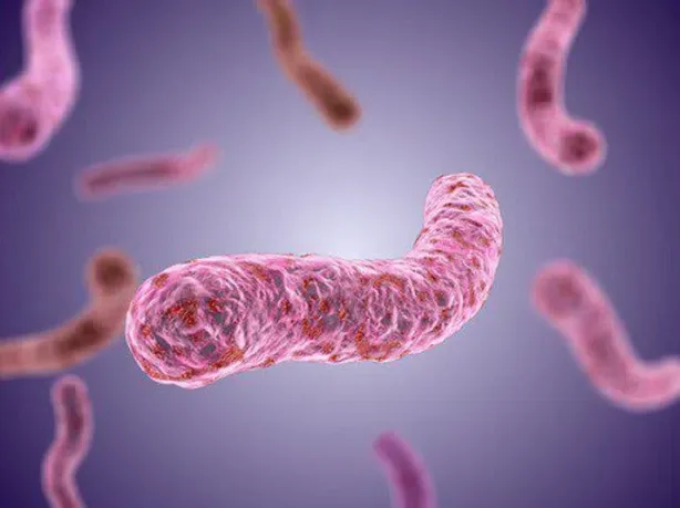 آلية بكتيريا السل في خداع الجهاز المناعي